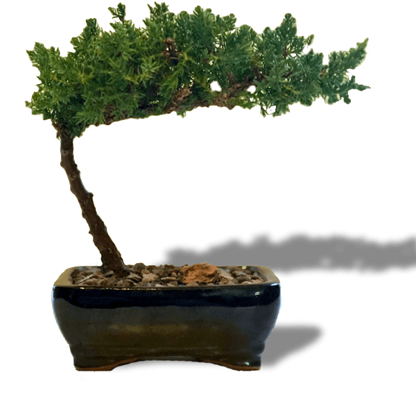 Juniper Bonsai Small - Bonsai (600x592)