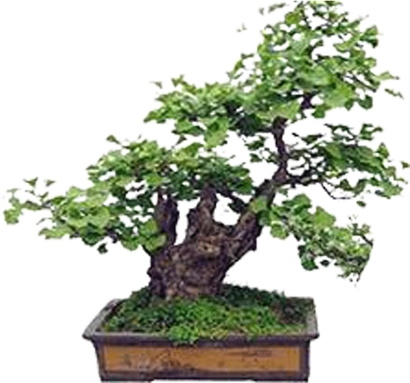 Bonsai Ginkgo Biloba Seed Tree Plant - 银杏 盆景 (622x602)