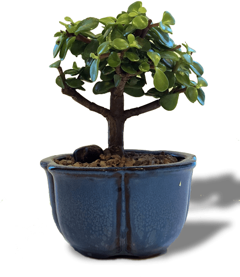 Jade Bonsai Tree - Bonsai (486x600)