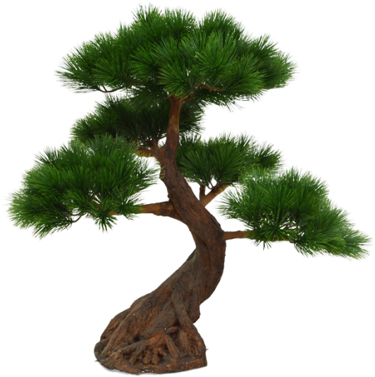 Pinus Bonsai X5 Deluxe 80 Cm Op Voet (700x700)
