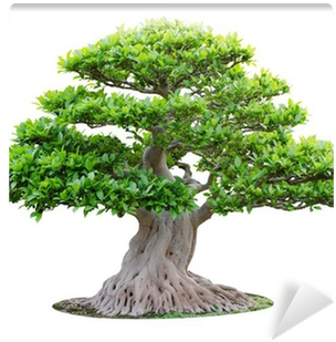 Big Bonsai Tree Isolated On White Background Wall Mural - Empire Of The Sun: Two Vines Cd (400x400)
