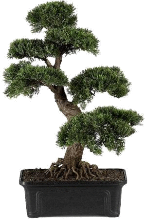 Video - Nearly Natural 4103 Cedar Bonsai Silk Plant 24inch (298x448)