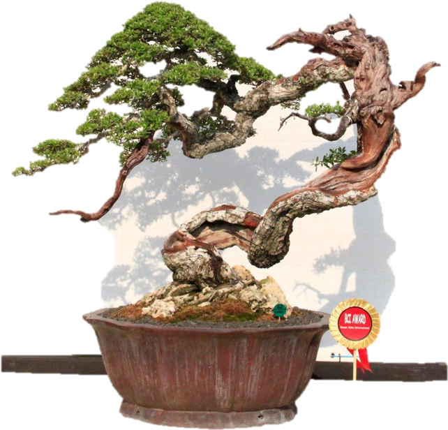 Dicionário Do Bonsai - Bonsai Robert Steven (720x704)