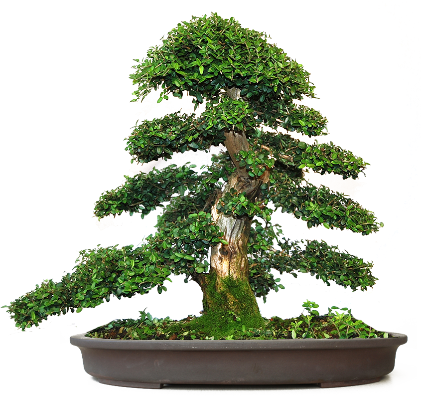 ¡estamos Siempre Aprendiendo - Bonsai (845x794)