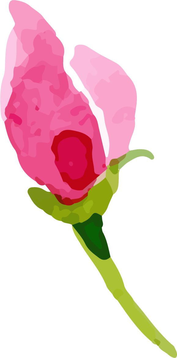 Rose Png Clipart Image 03 - Portable Network Graphics (579x1165)