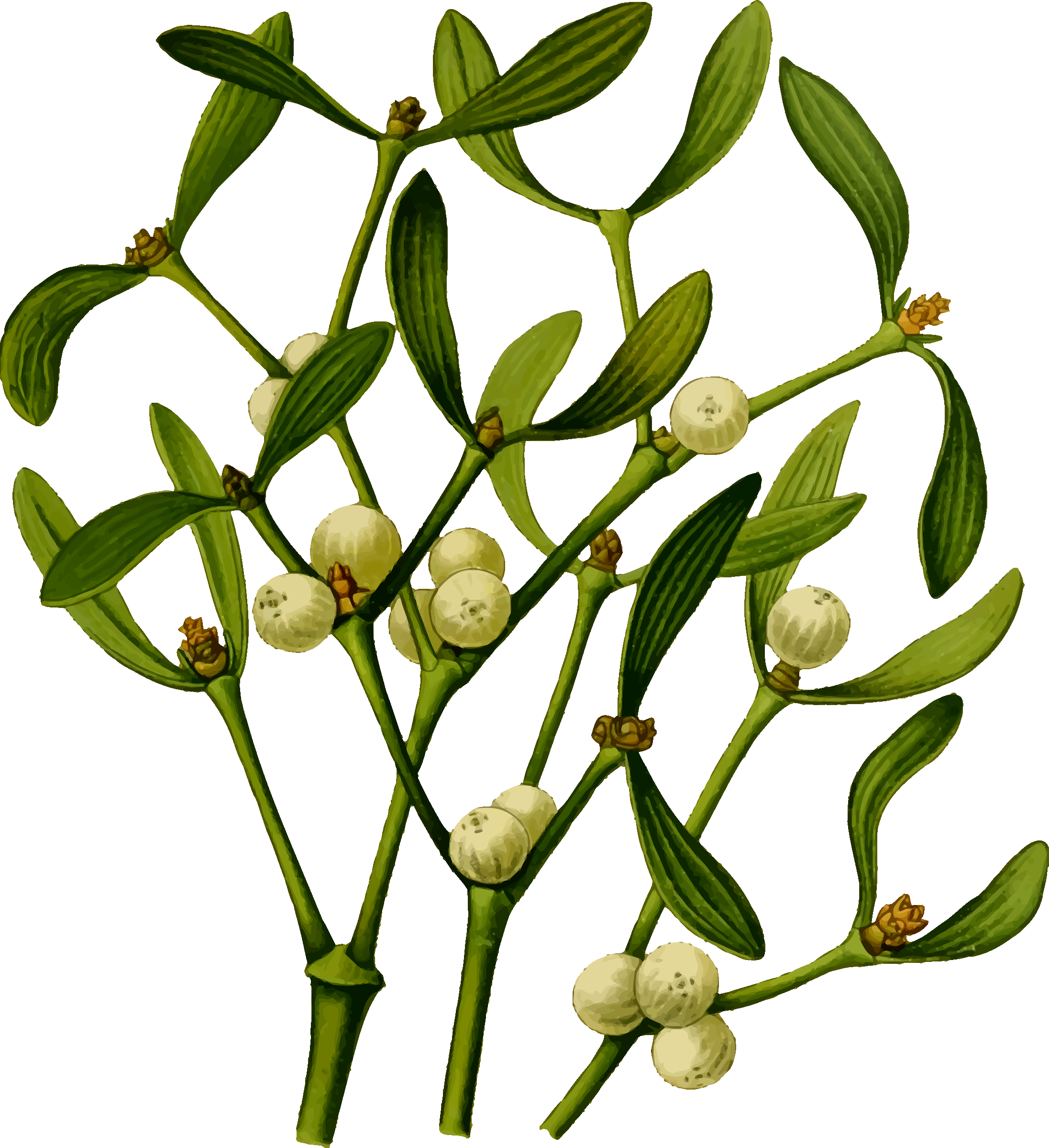 Big Image - Mistletoe High Res (2193x2400)