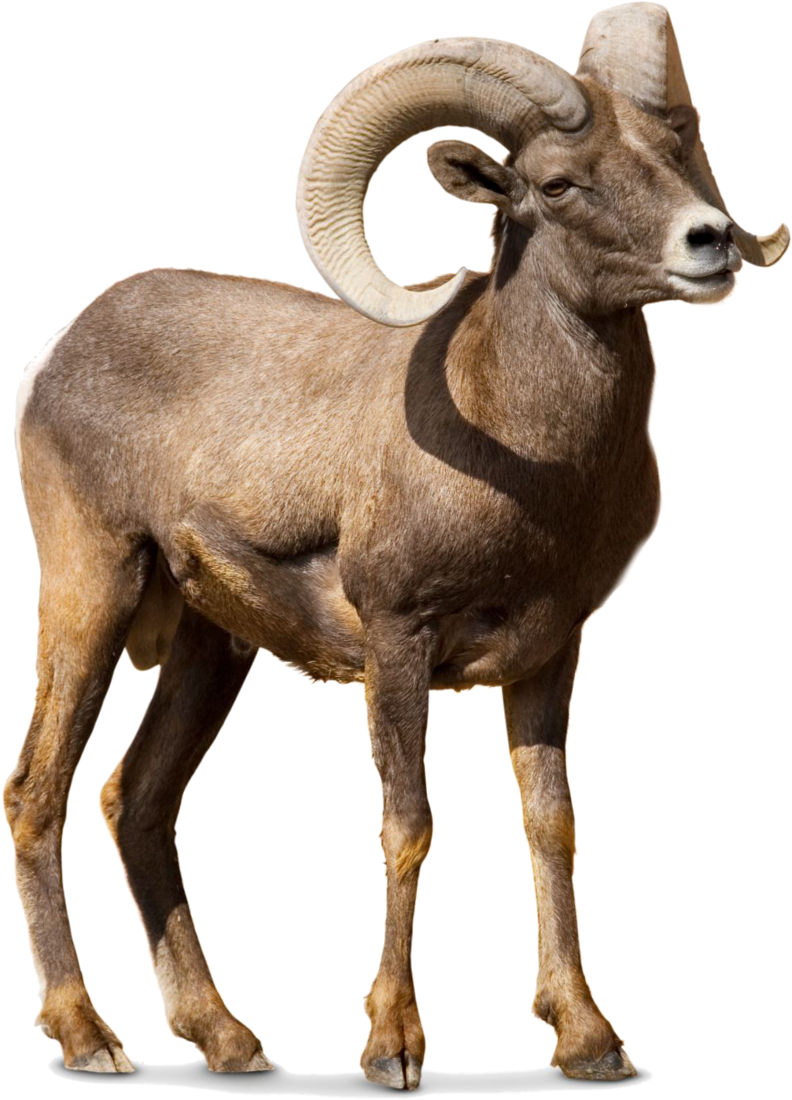 Barbary Sheep Argali Goat Cattle - Bighorn Sheep (1201x1200)