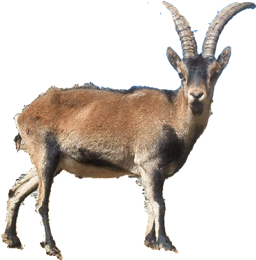 Spanish Ibex - Ibex Animal Gifs (400x413)