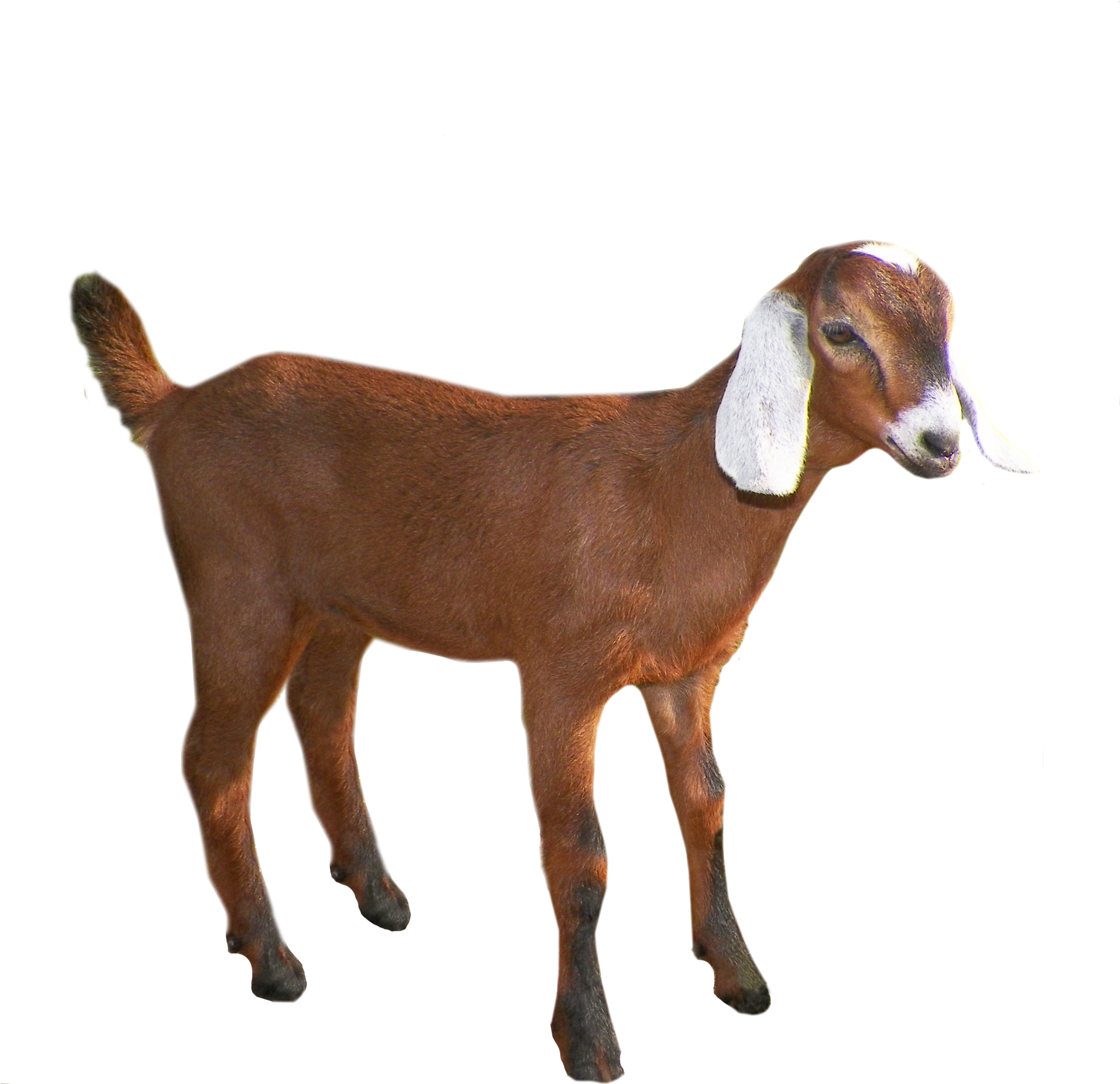 Painting Goat Png Image Picpng - Goat Png (2652x2820)