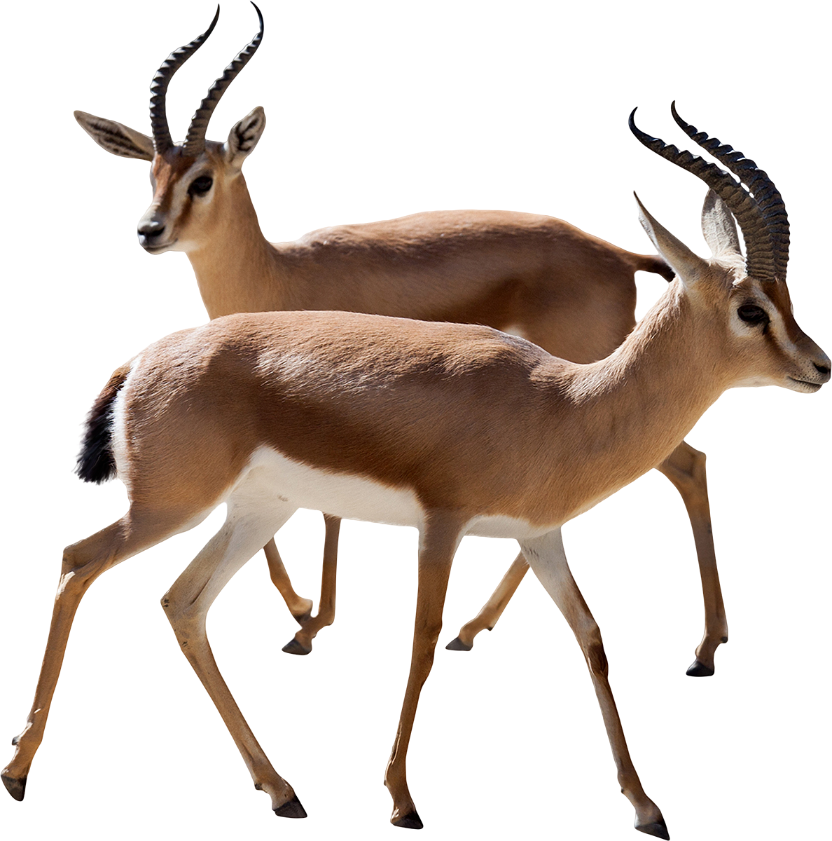 Dorcas Gazelle Antelope Thomson's Gazelle Stock Photography - Antelope Png (1188x1200)