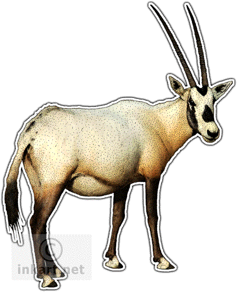 Antelope Clipart Arabian Oryx - Arabian Oryx Stainless Steel Travel Mug (478x590)