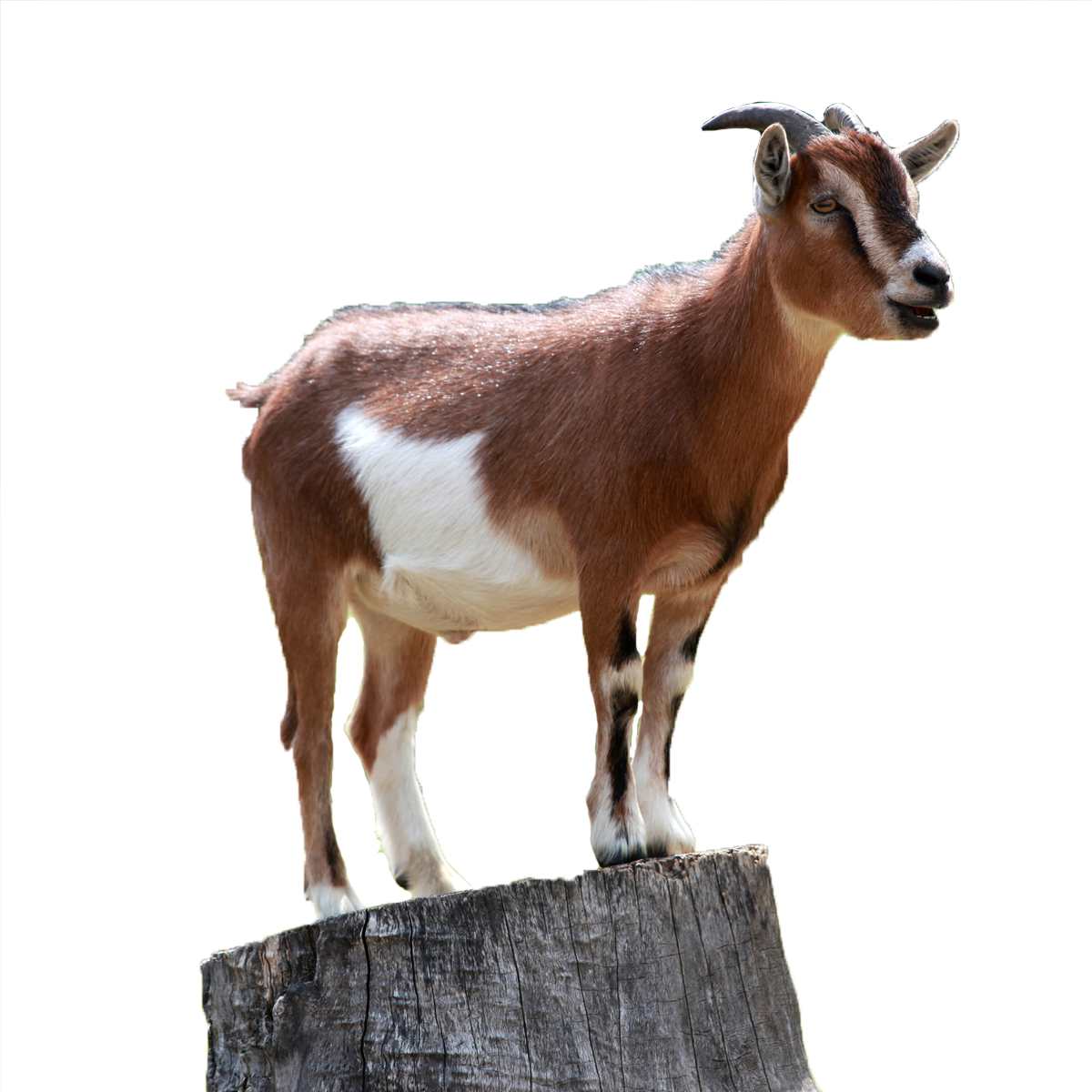 Boer Goat Caprinae Sheep Mountain Goat - Goats Cant Have Just One Ornament (round) (1200x1200)