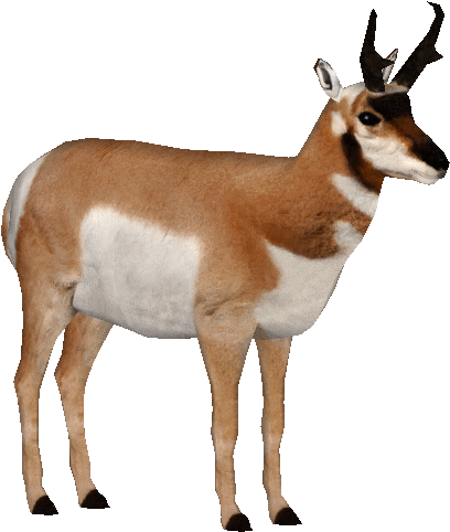 Zt2 American Antelope (503x503)