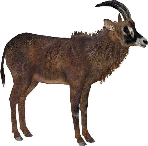 Roan Antelope - Zt2 Download Library African (810x683)