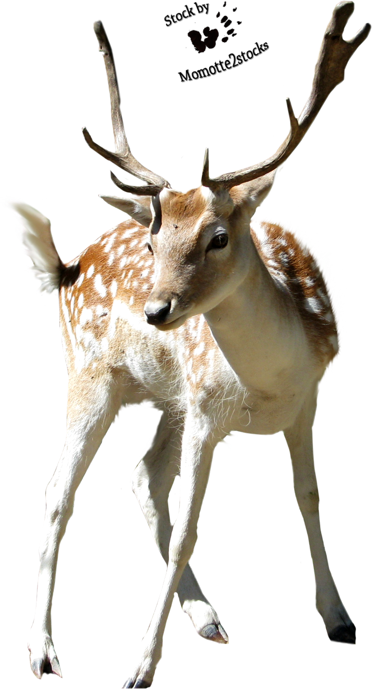 Cutouts Favourites By Halierae On Clipart Library - Deer Png (817x1401)
