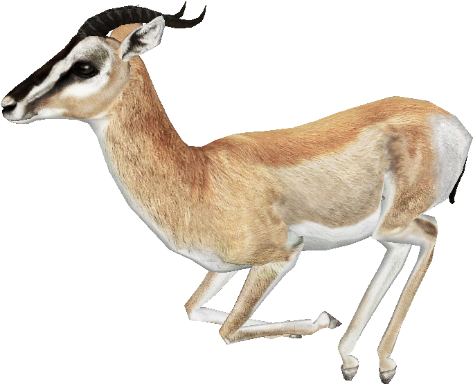 Springbok Impala Antelope - Gazelle Png (682x682)
