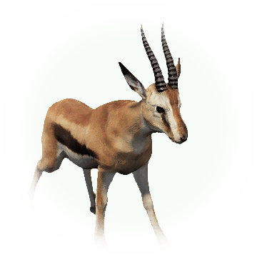 Get 10 Quest Item From Icon - Thomson's Gazelle (360x360)