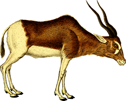 Animal Antelope Mammal Zoo Antelope Antelo - Antelope Transparent (422x340)