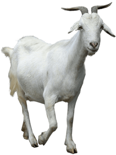 Young Thug The Goat (400x400)