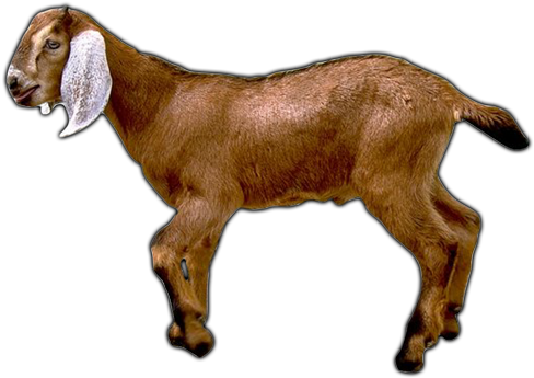 Goat Png Transparent Image 2 Free Transparent Png - Goat Meal Ornament (round) (500x400)