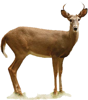 • Appears To Be A Doe With Antlers - Transparent White Tailed Deer (341x385)