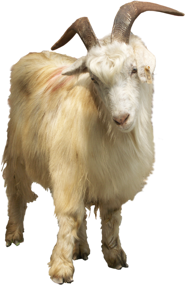 Feral Goat Sheep - Goat (1000x1000)