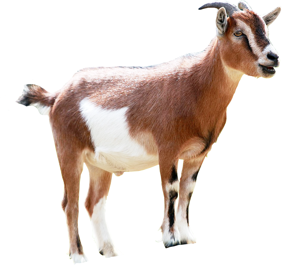 Goat Milking Animal Sales - Goat Png (960x889)