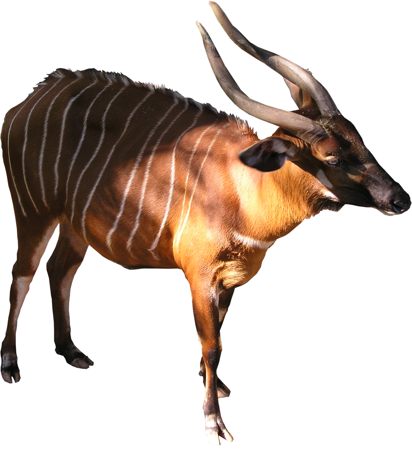 Bongo Png - Bongo Animal Png (1605x1758)