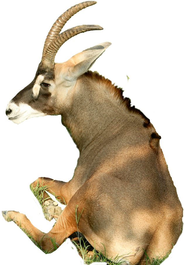Sheep Goat Horn Cattle - Goat Sitting (1000x1000)