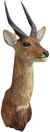 African Bushback Antelope Taxidermy Trophy Mount On - Roe Deer (460x460)