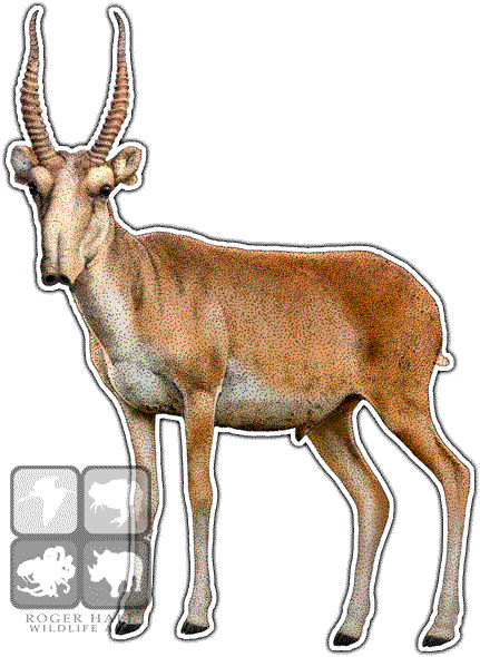 Saiga Antelope Art Decal - Saiga Antelope Stainless Steel Travel Mug (431x590)