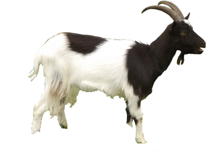 Goat Png By Virgolinedancer1 - He Goat Png (1024x768)
