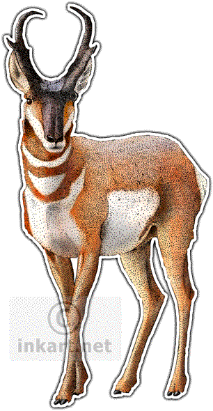American Pronghorn Or Antelope Art Decal - American Pronghorn Sticker (rectangle) (306x590)
