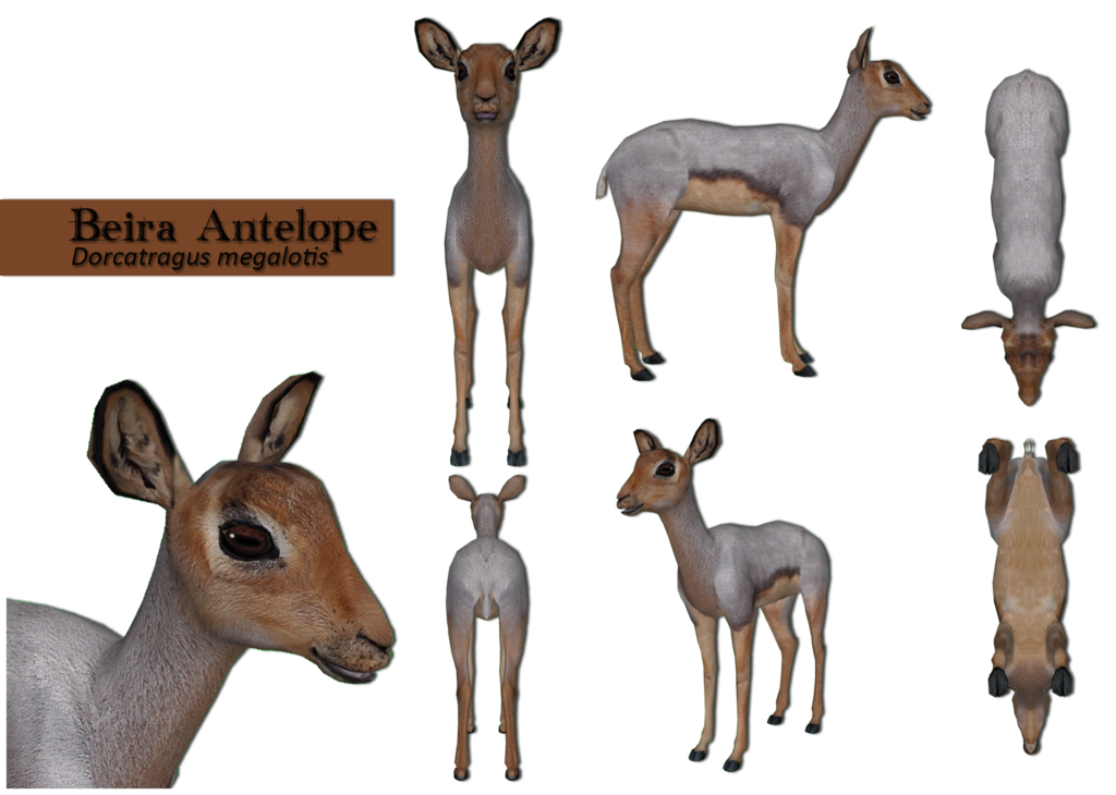 Beira Antelope Multiple Views By Grandechartreuse - Roe Deer (1024x730)