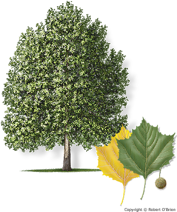 Life Clipart Sycamore - Fast Does A Sycamore Tree Grow (450x450)