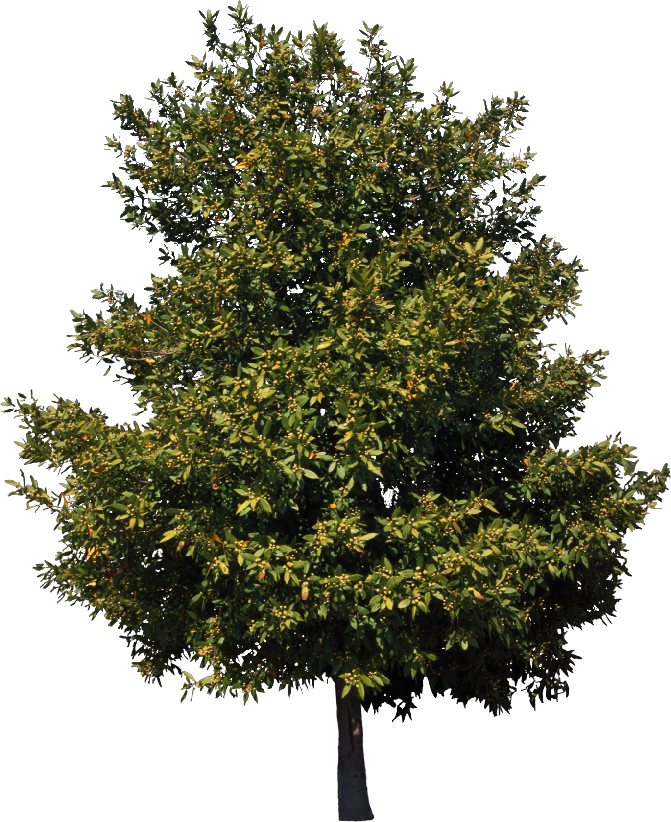 American Sycamore Tree Birch Cedar Clip Art - Free Vector Trees (1370x1678)