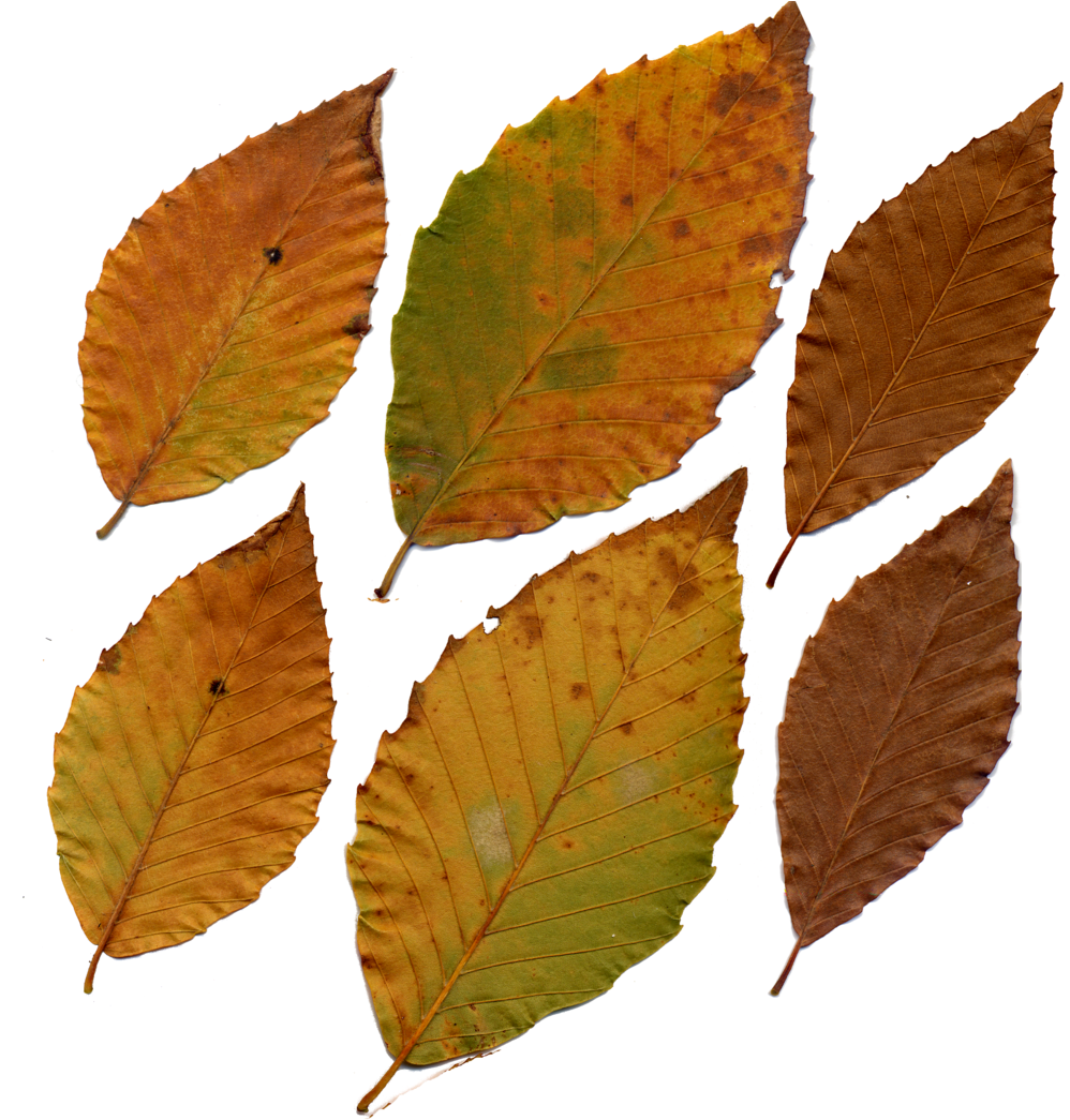 American Beech Leaves By Darkroomalchemist On Deviantart - American Beech Leaf In Fall (1024x1051)