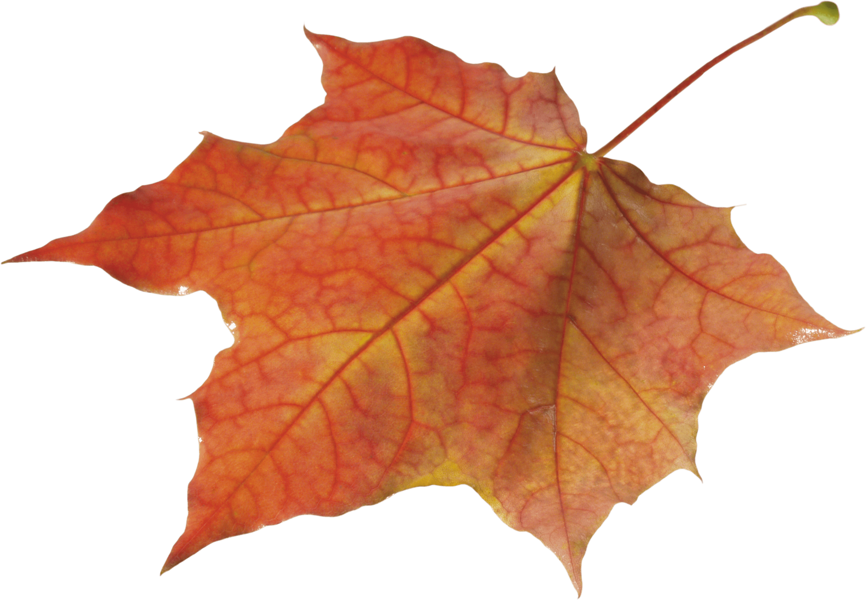 Autumn Leaves Clipart Pile Fall Leaves - Autumn Leaf Png (3000x2080)