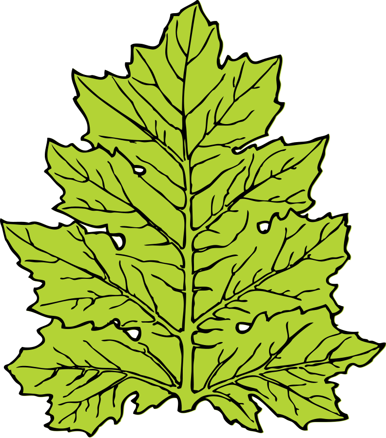 Jungle Leaves Clipart - Leaf Clip Art (792x900)