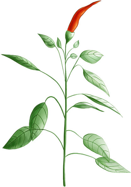 Click And Drag To Re-position The Image, If Desired - Chili Pepper (600x600)