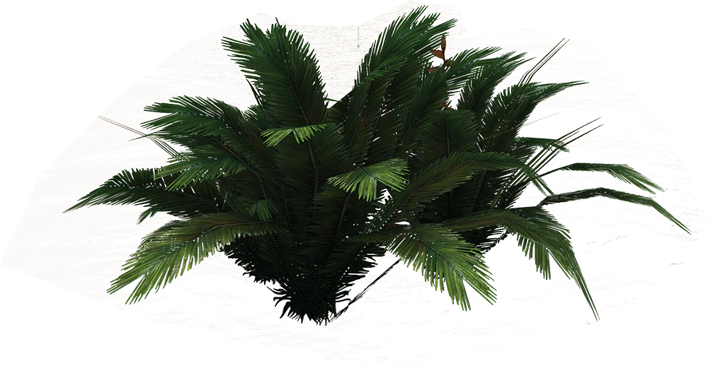 Png Ferns Clipart Image - Clip Art (1000x521)
