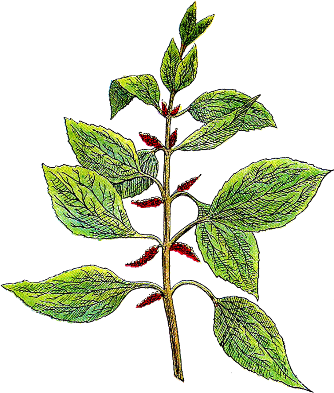 Herbs Clipart Botanical - Vintage Botanicalpng (1298x1600)