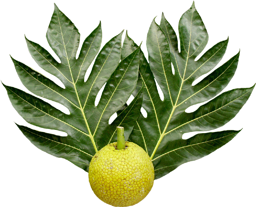 Breadfruit National Tropical Botanical Garden Leaf - Breadfruit Png (990x800)