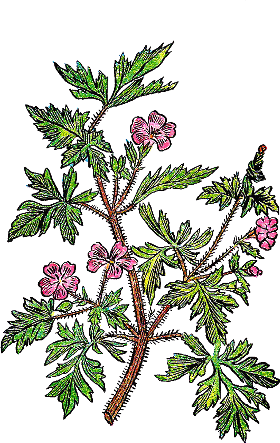 Twig Plant Stem Leaf Tree Botanical Illustration - Floral Design (1198x1565)