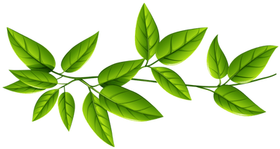 Leaves Group Line Transparent Png - Green Leaves Transparent Background (400x400)