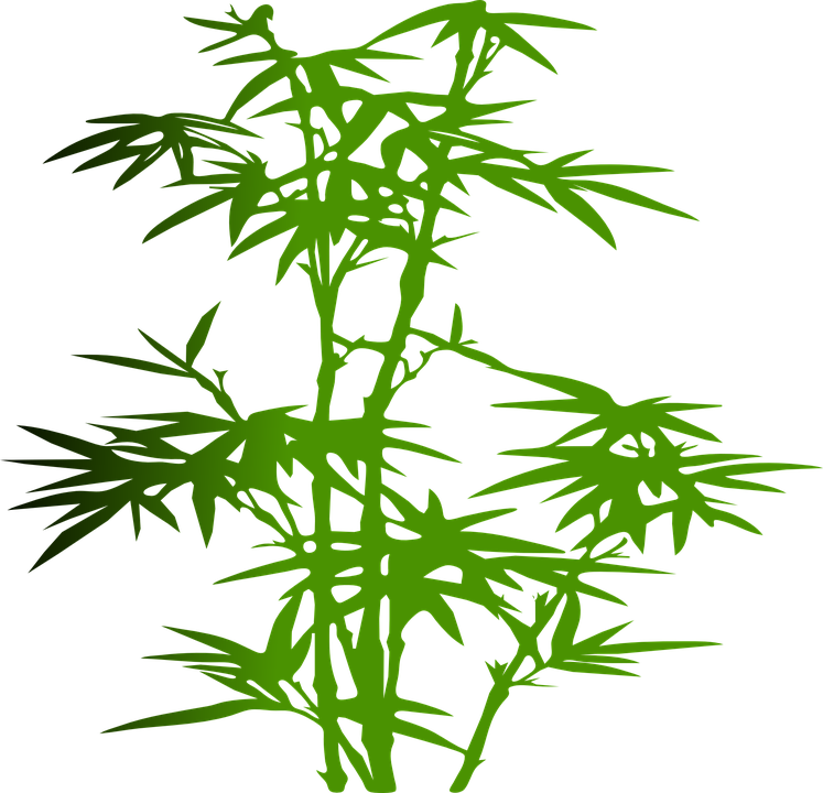 Bamboo, Plant, Green, Leaves, Zen, Japanese, Tropical - Bamboo Clip Art Png (747x720)