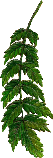 Vintage Leaf Clip Art - Oregon Pine (339x666)