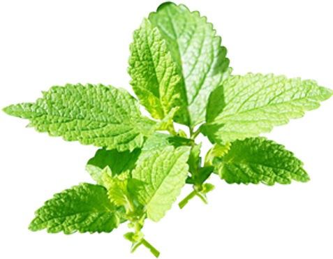 Peppermint - Peppermint (476x476)