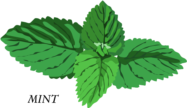 Herb Basil Mint Clip Art - Herbs Clip Art (1057x781)