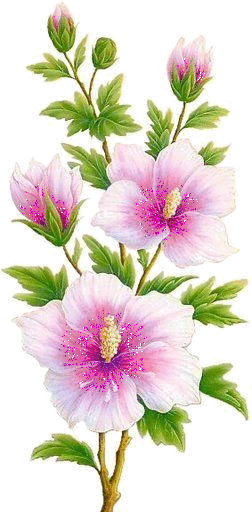Gifsflowersflower - Korean National Flower Painting (252x512)